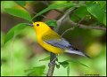 _0SB9588 prothonotary warbler